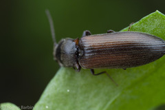 Ctenicera angularis