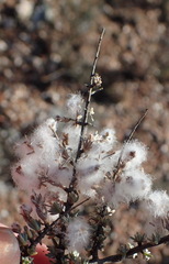 Eriocephalus eximius