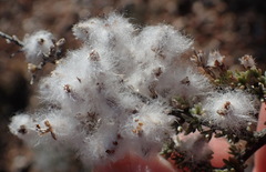Eriocephalus eximius