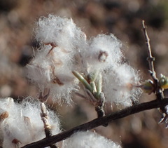 Eriocephalus eximius