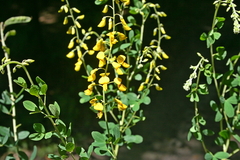 Cytisus nigricans