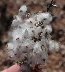 Eriocephalus eximius