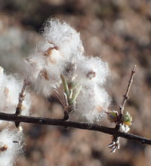 Eriocephalus eximius