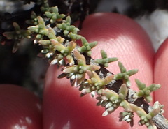 Eriocephalus eximius
