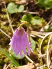 Soldanella pusilla