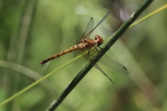 Sympetrum semicinctum