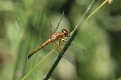 Sympetrum semicinctum