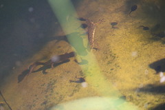 Lissotriton vulgaris