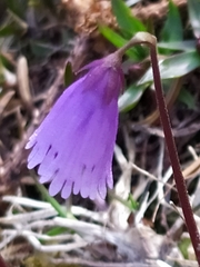 Soldanella pusilla