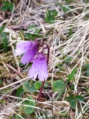 Soldanella pusilla
