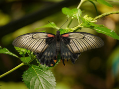 Papilio rumanzovia