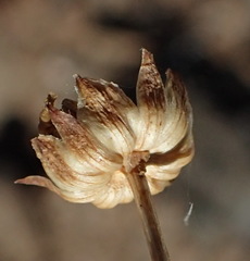 Euryops dregeanus