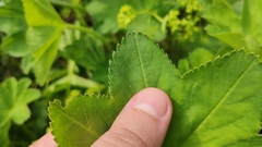 Alchemilla micans