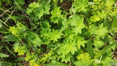 Alchemilla micans
