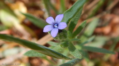 Allophyllum gilioides