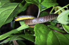 Chironius carinatus