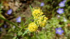 Sanicula tuberosa