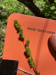 Carex sparganioides
