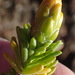 Pteronia ciliata - Photo (c) Nicola van Berkel, some rights reserved (CC BY-SA), uploaded by Nicola van Berkel