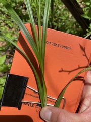 Carex sparganioides