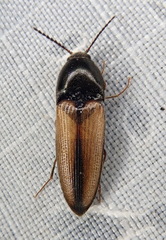 Ampedus militaris