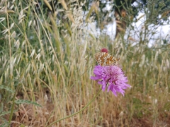 Melitaea phoebe phoebe