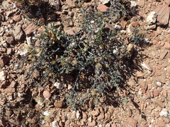 Pteronia oblanceolata