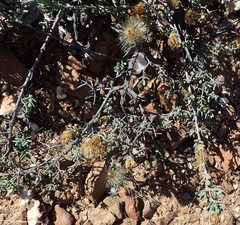 Pteronia oblanceolata