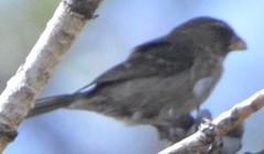 Crithagra leucoptera