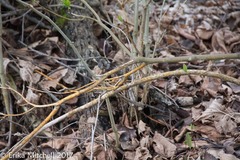 Aurantioporthe corni