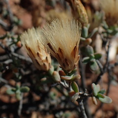 Pteronia oblanceolata
