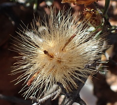 Pteronia oblanceolata