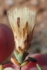 Pteronia oblanceolata