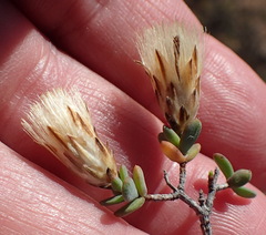 Pteronia oblanceolata