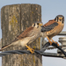 American Kestrel - Photo (c) Jonathan Eisen, some rights reserved (CC BY)