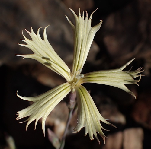 Image of Dianthus namaensis by (c) Nicola van Berkel, some rights reserved (CC BY-SA)
