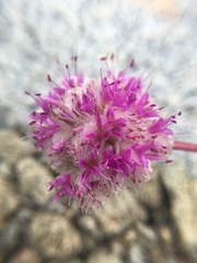 Calyptridium monospermum