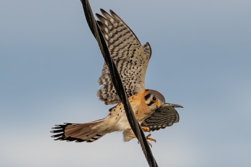 quiriquiri (Falco sparverius)