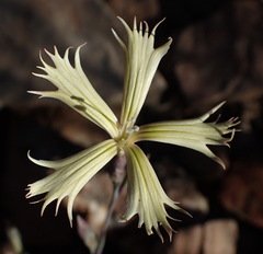 Dianthus namaensis