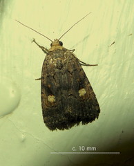 Athetis leuconephra