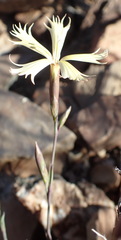 Dianthus namaensis