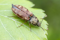 Prosternon bombycinum