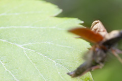 Prosternon bombycinum