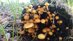 Gymnopilus palmicola
