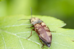 Prosternon bombycinum