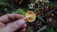 Gymnopilus palmicola