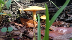 Gymnopilus palmicola