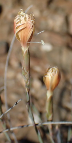 Image of Dianthus namaensis by (c) Nicola van Berkel, some rights reserved (CC BY-SA)