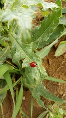 Harmonia axyridis