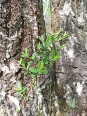 Salix myrtilloides